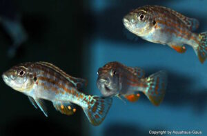 Labidochromis joanjohnsonae
